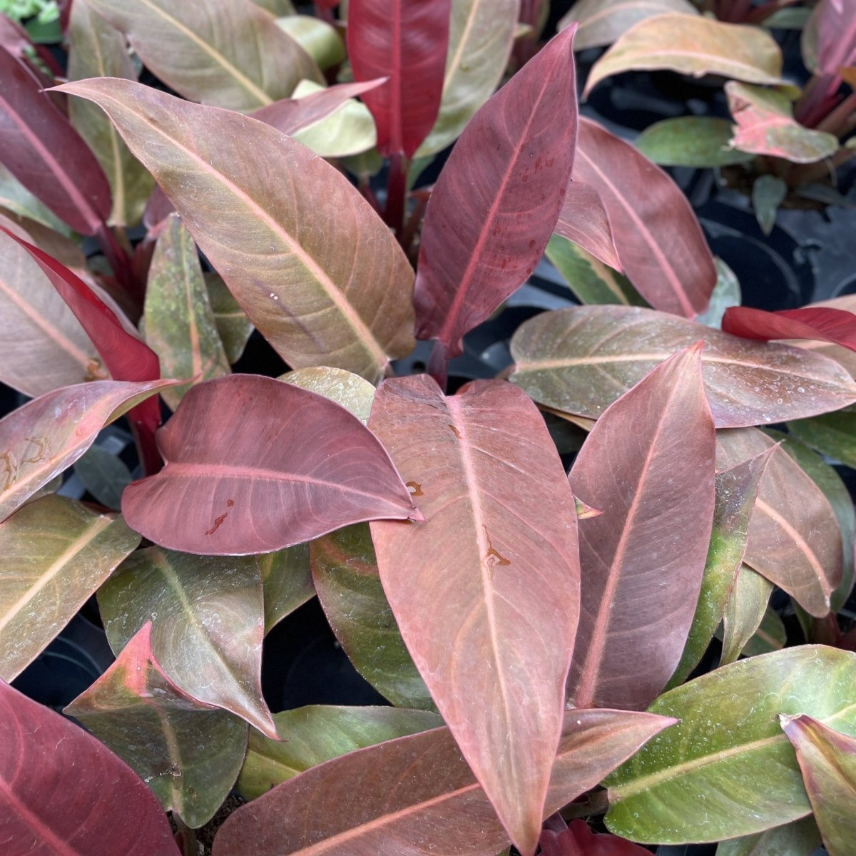 Philodendron ‘Sun Red’ – Vibrant Red - Tinted New Growth - Ed's Plant Shop