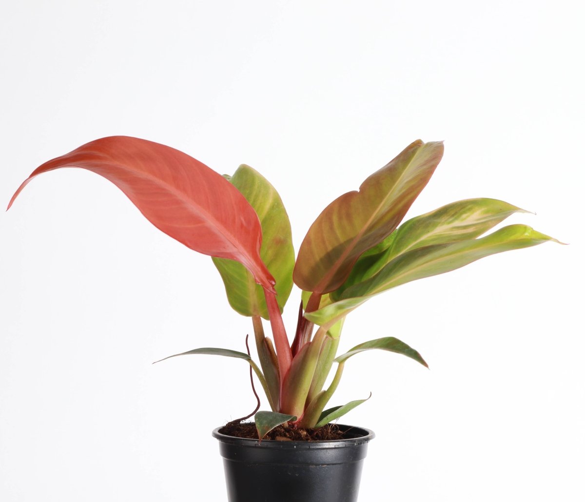 Philodendron ‘Sun Red’ – Vibrant Red - Tinted New Growth - Ed's Plant Shop