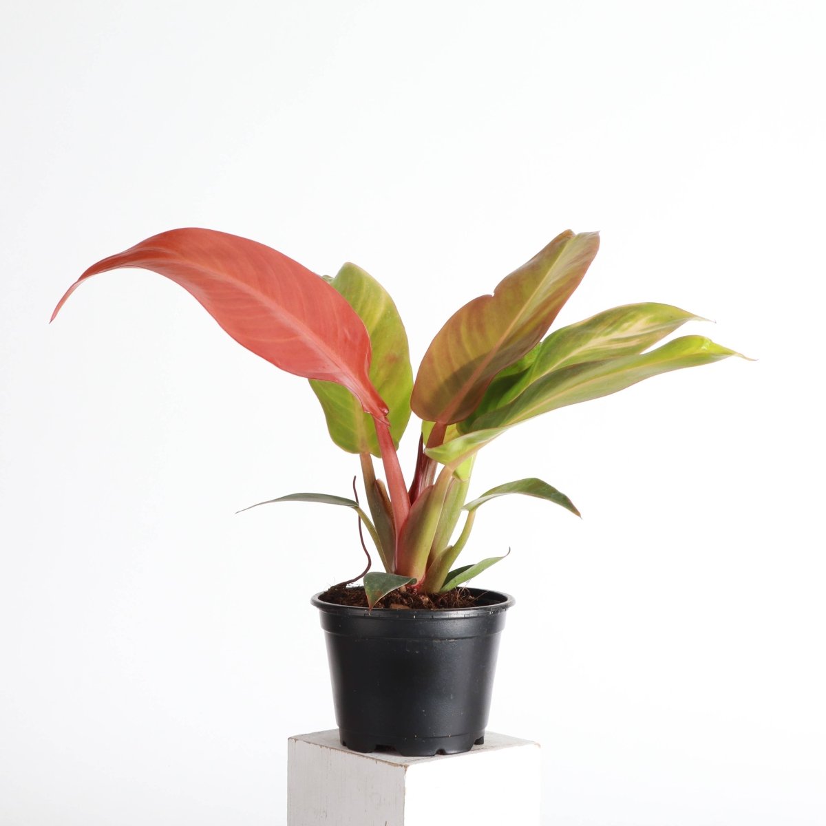 Philodendron ‘Sun Red’ – Vibrant Red - Tinted New Growth - Ed's Plant Shop