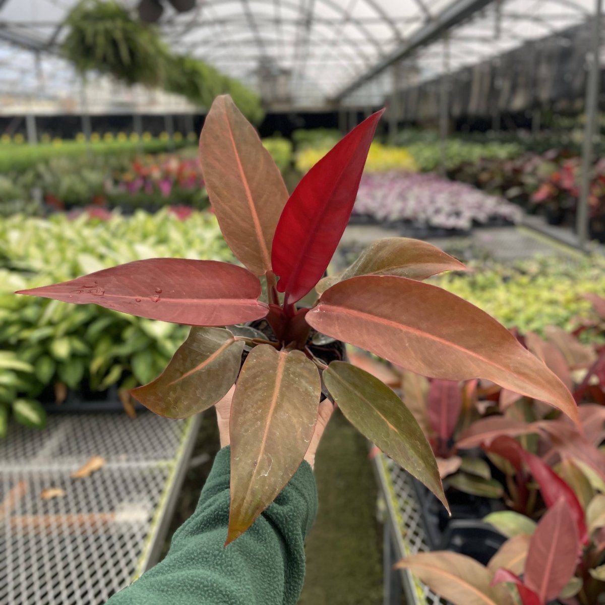 Philodendron ‘Sun Red’ – Vibrant Red - Tinted New Growth - Ed's Plant Shop