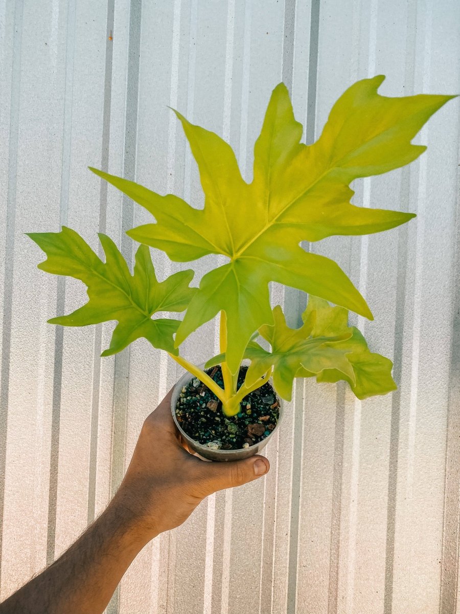 Philodendron ‘Warszewiczii Aurea’ — Chartreuse, Deeply - Lobed Statement Aroid - Ed's Plant Shop