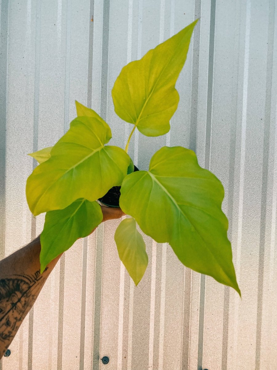 Philodendron ‘Warszewiczii Aurea’ — Chartreuse, Deeply - Lobed Statement Aroid - Ed's Plant Shop