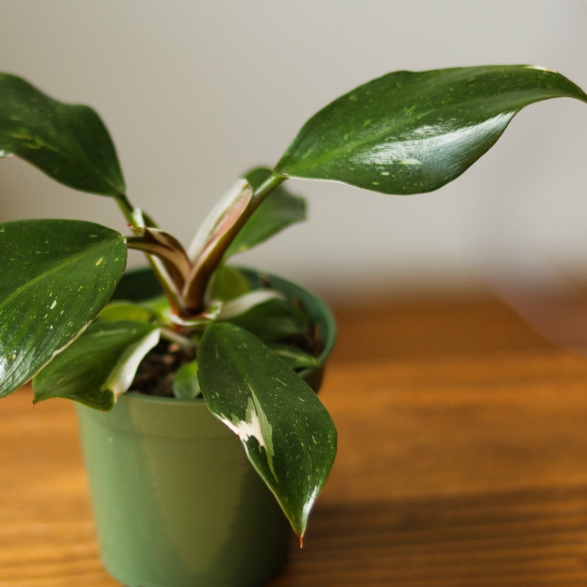 Philodendron 'White Knight' - 4 Inch - Ed's Plant Shop