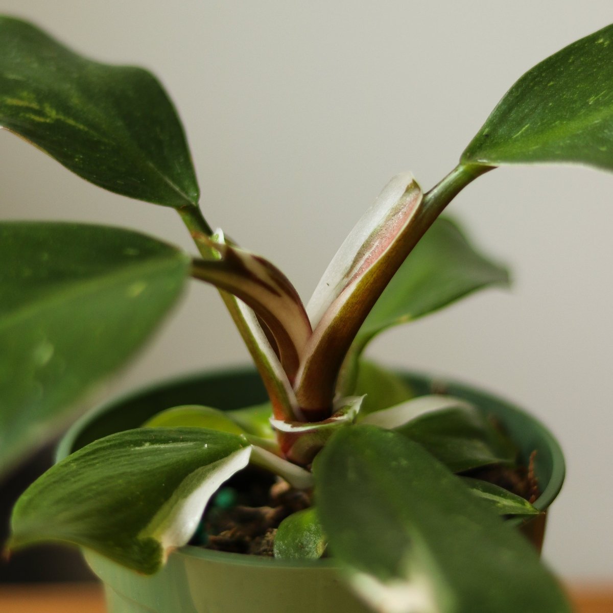 Philodendron 'White Knight' - 4 Inch - Ed's Plant Shop