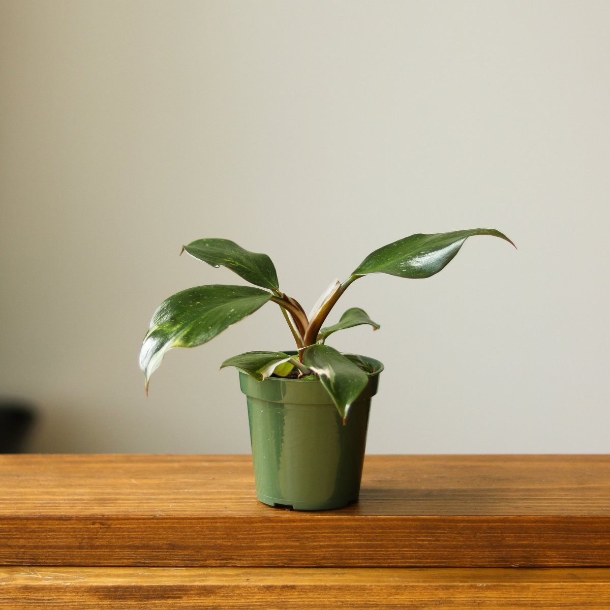 Philodendron 'White Knight' - 4 Inch - Ed's Plant Shop