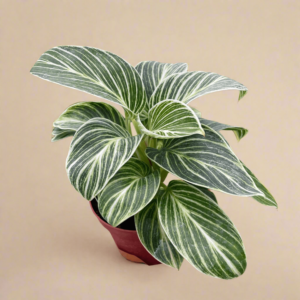 White measure Rare Philodendron Foliage - Ed's Plant Shop