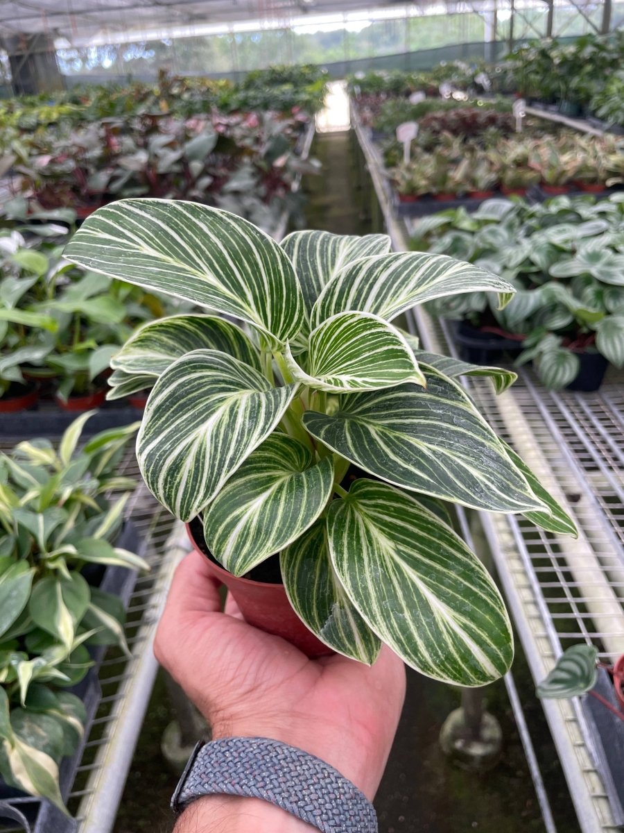 White Measure Philodendron Houseplant - Rare Philodendron - Ed's Plant SHop