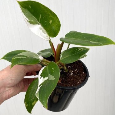Philodendron 'White Princess' - White Princess Philodendron - Various Sizes - Ed's Plant Shop