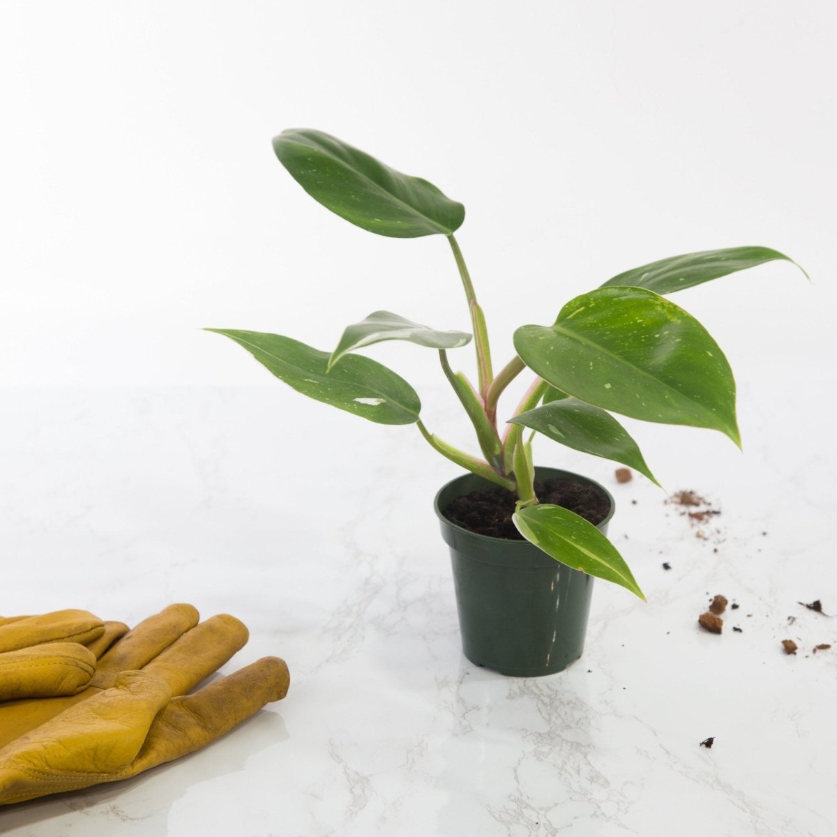 Philodendron 'White Princess' - White Princess Philodendron - Various Sizes - Ed's Plant Shop