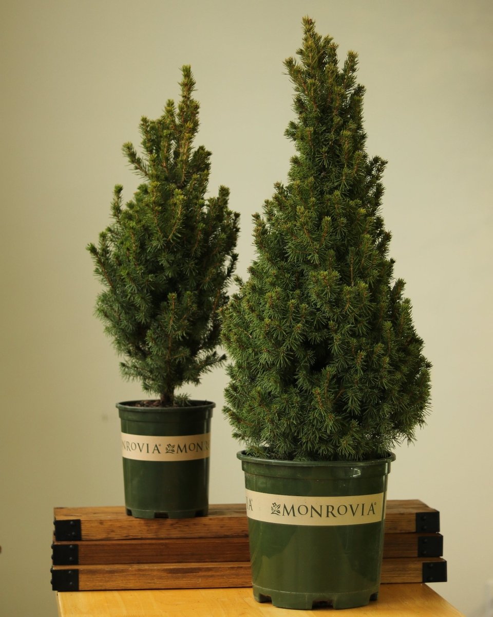 Picea Glauca ‘Alberta Spruce’ - Ed's Plant Shop