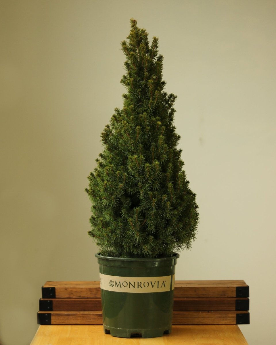 Picea Glauca ‘Alberta Spruce’ - Ed's Plant Shop