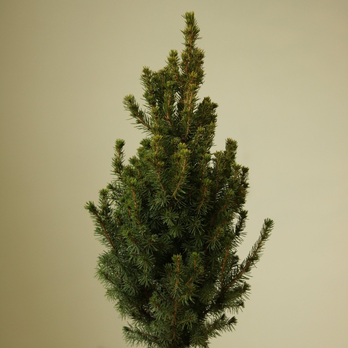 Picea Glauca ‘Alberta Spruce’ - Ed's Plant Shop