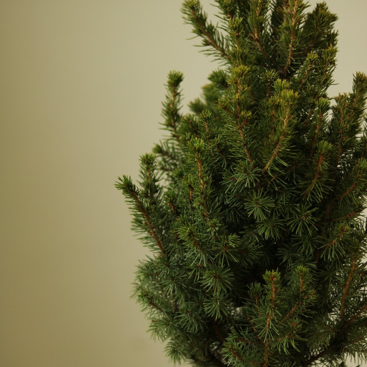 Picea Glauca ‘Alberta Spruce’ - Ed's Plant Shop