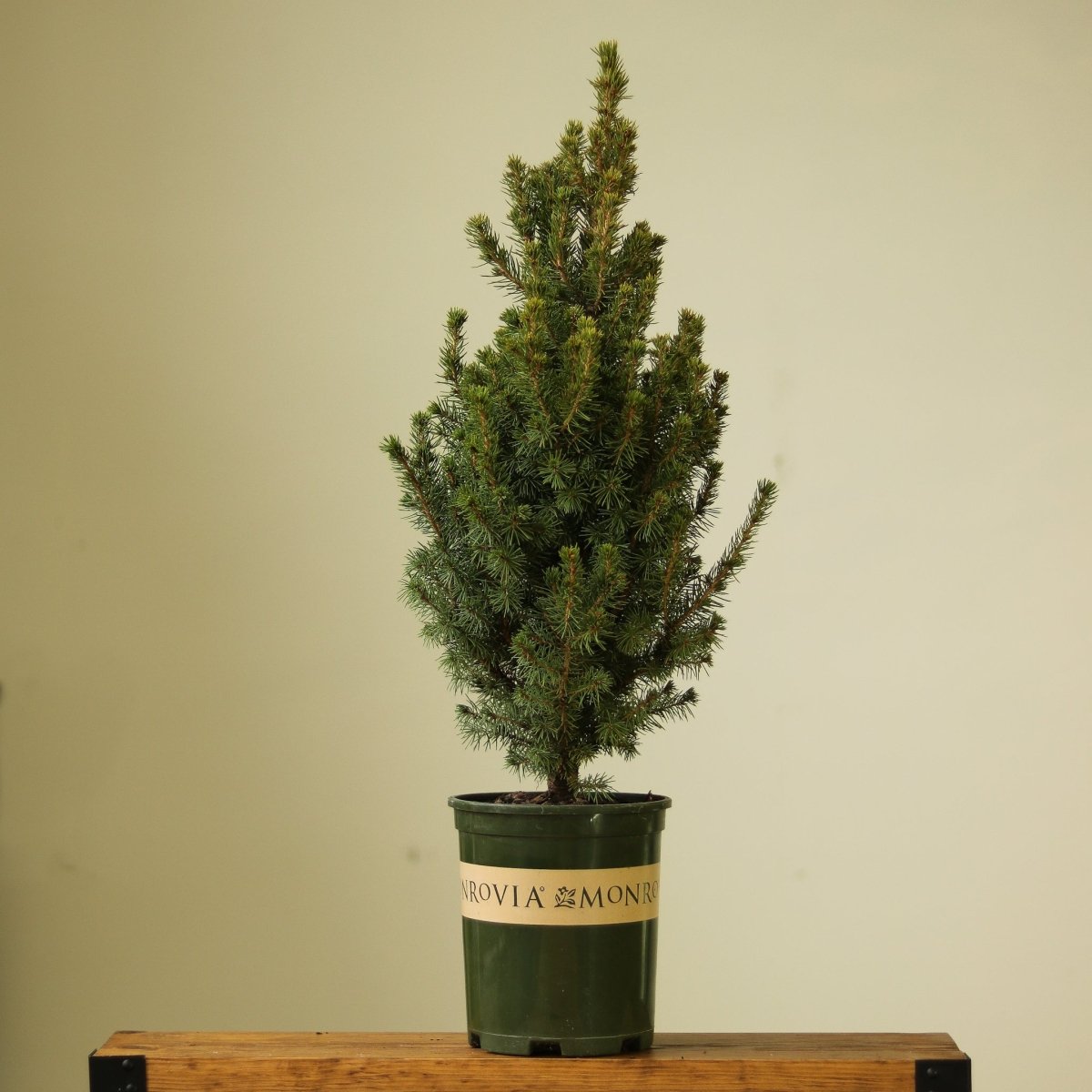 Picea Glauca ‘Alberta Spruce’ - Ed's Plant Shop