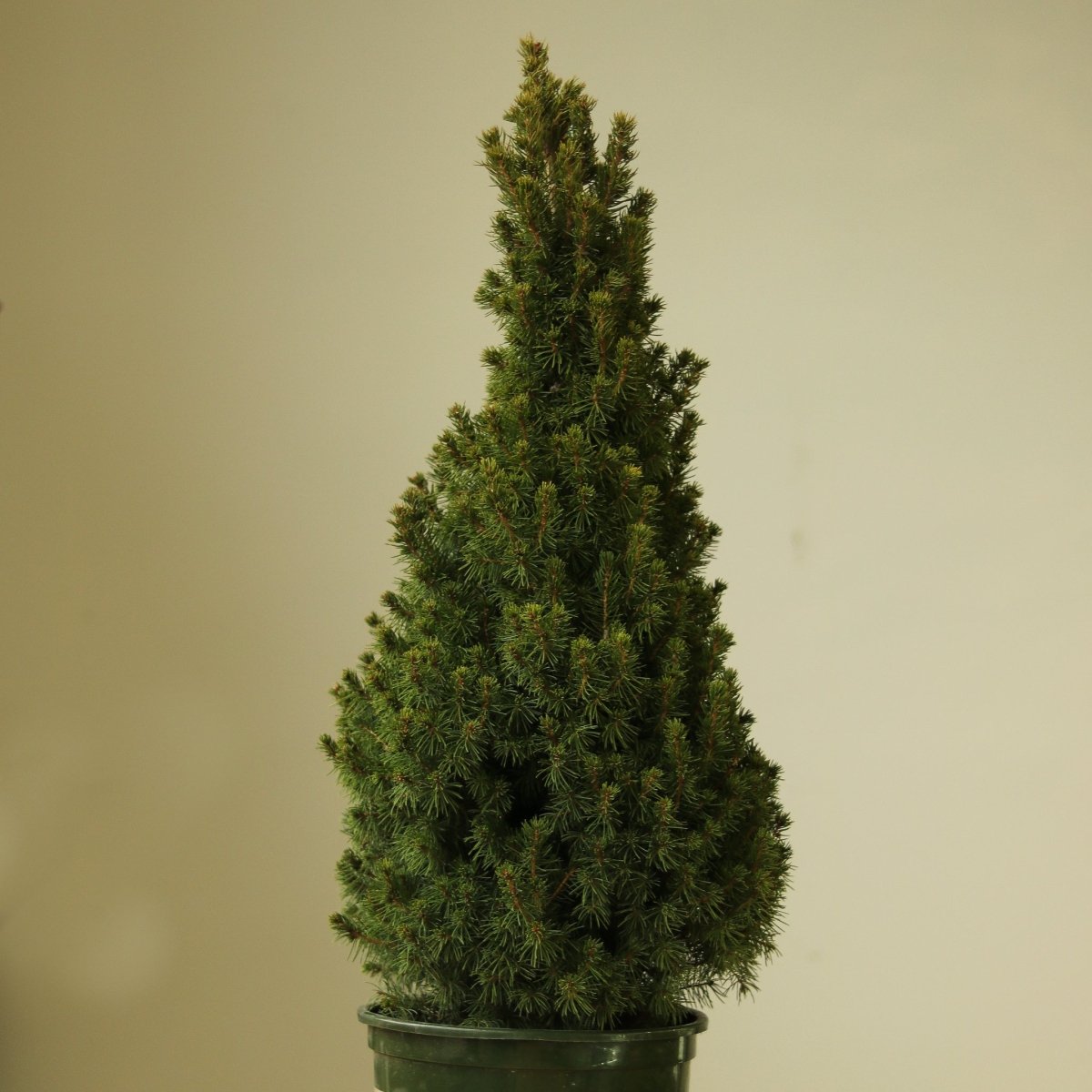 Picea Glauca ‘Alberta Spruce’ - Ed's Plant Shop