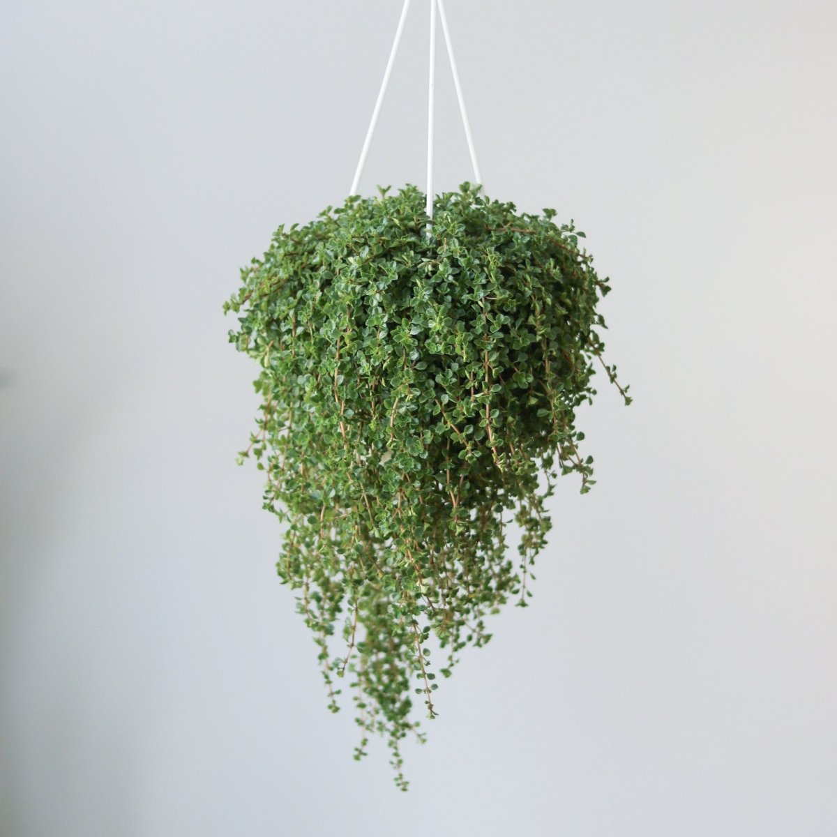Full view of Pilea depressa hanging plant with cascading vines and compact round leaves.