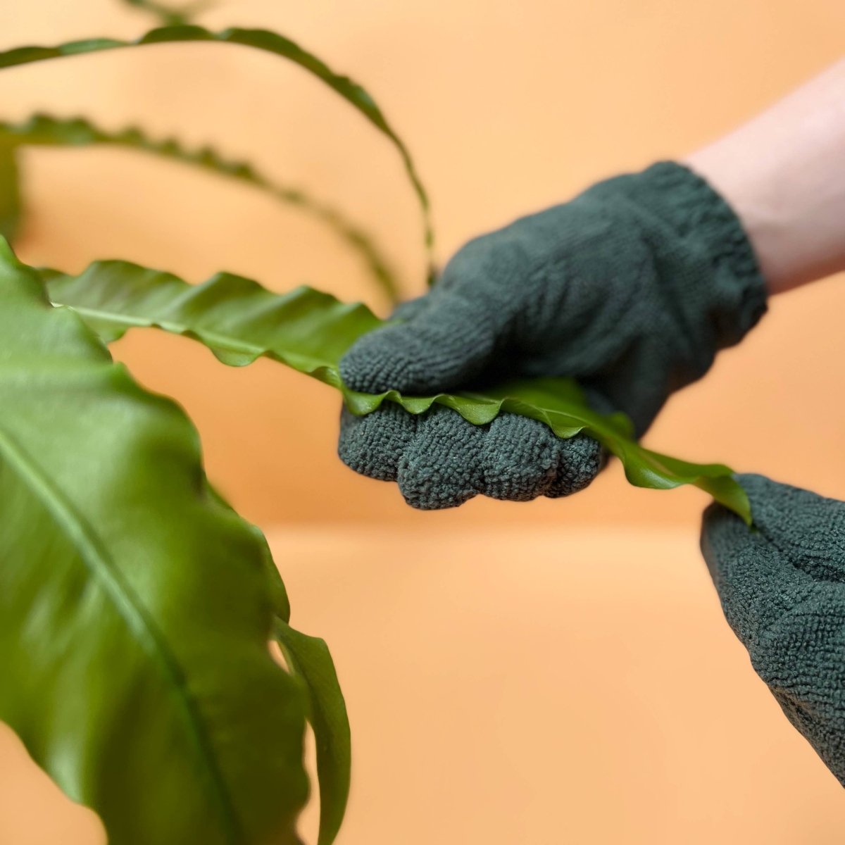 Plant Cleaning Gloves - Reusable Microfiber Leaf Care Gloves - Ed's Plant Shop
