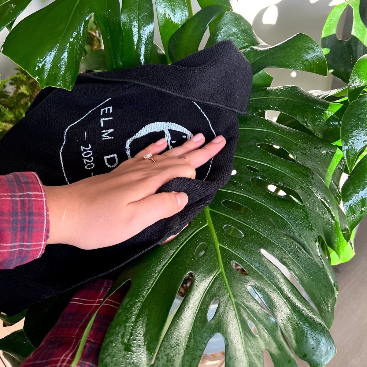 Plant Perfection - Leaf Shine For Houseplants - Ed's Plant Shop