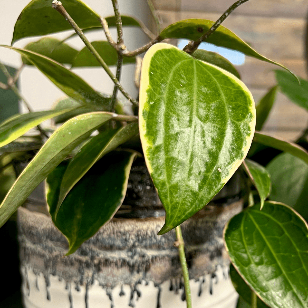 Plant Perfection - Leaf Shine For Houseplants - Ed's Plant Shop