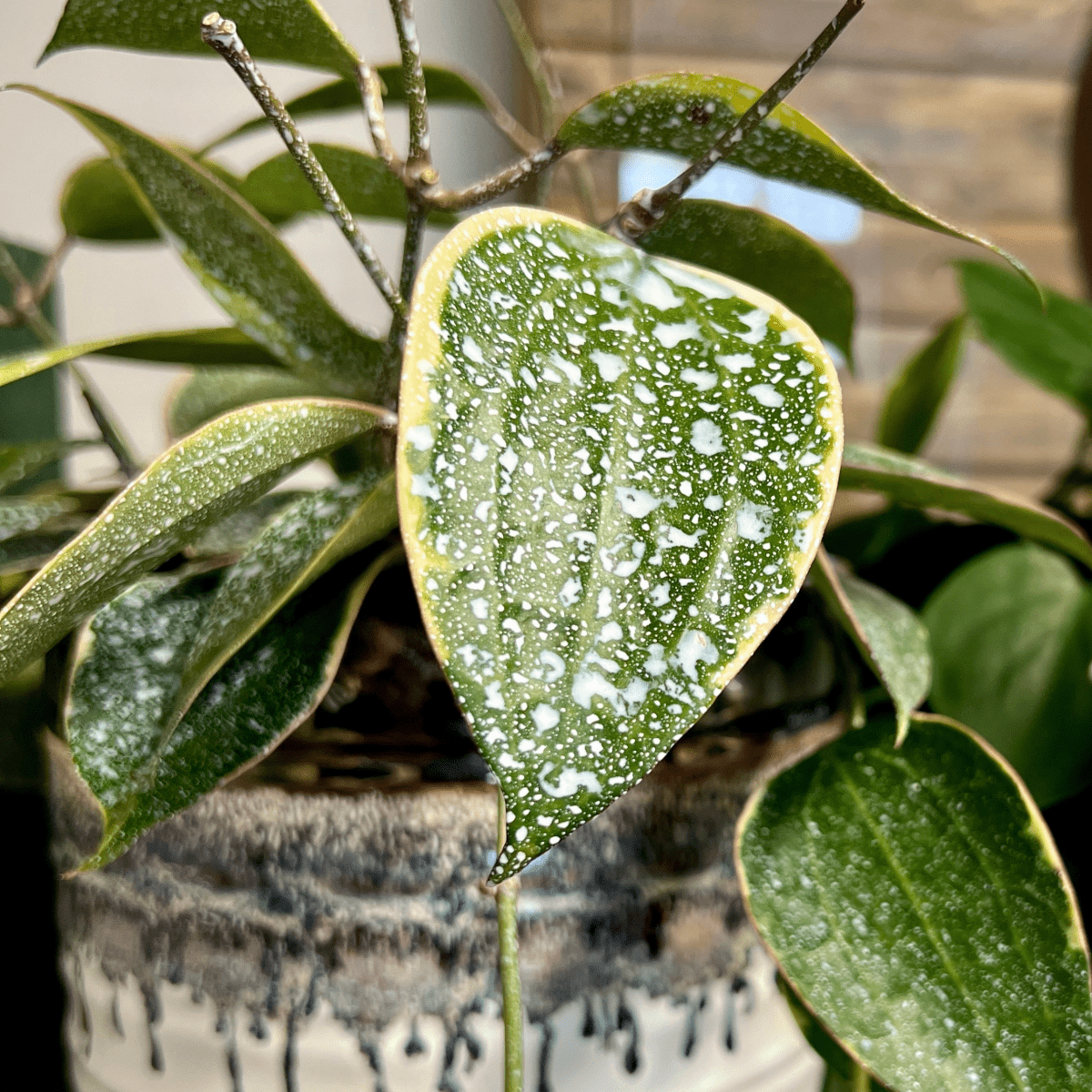 Plant Perfection - Leaf Shine For Houseplants - Ed's Plant Shop