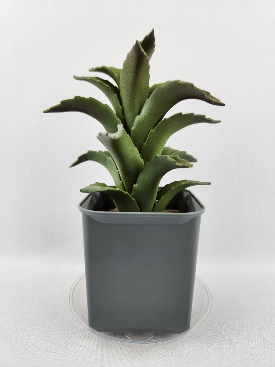 Plastec 4″ Eco - Friendly Mini Saucer – 50% Recycled PET, Made in USA - Ed's Plant Shop