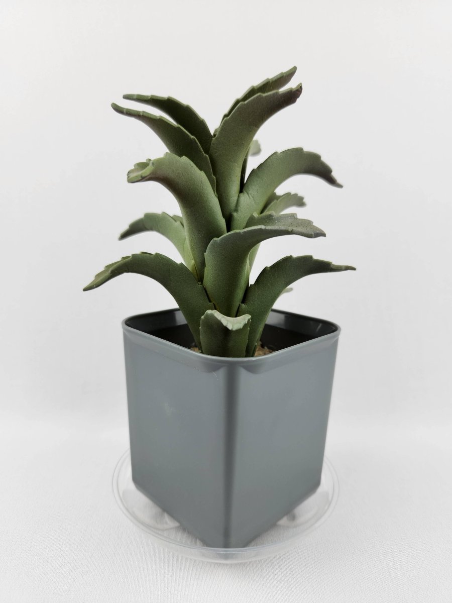 Plastec 4″ Eco - Friendly Mini Saucer – 50% Recycled PET, Made in USA - Ed's Plant Shop