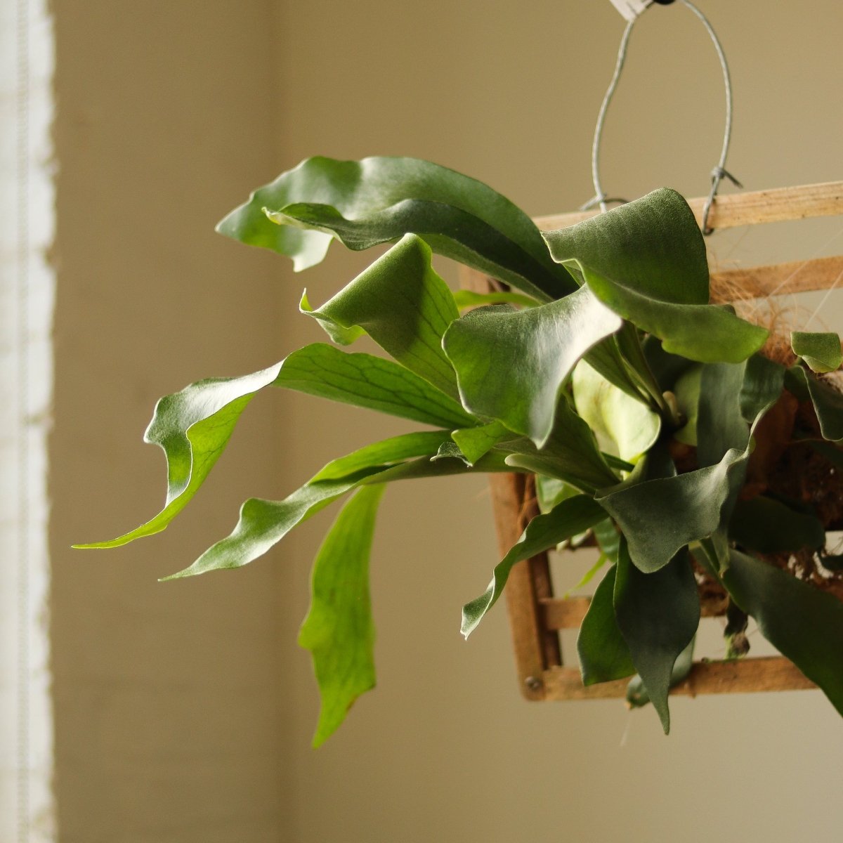 Platycerium Bifurcatum ‘Staghorn Fern’ Wood Plaque - Ed's Plant Shop