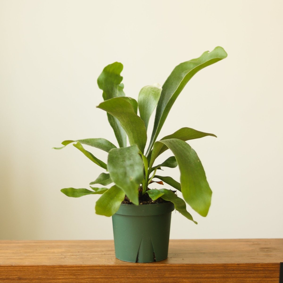 Platycerium Bifurcatum ‘Staghorn Fern’ Wood Plaque - Ed's Plant Shop