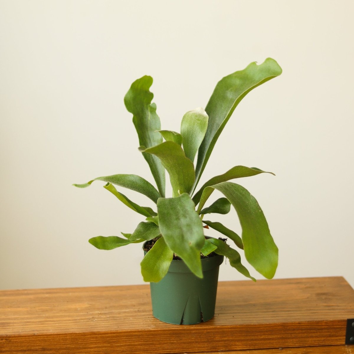 Platycerium Bifurcatum ‘Staghorn Fern’ Wood Plaque - Ed's Plant Shop