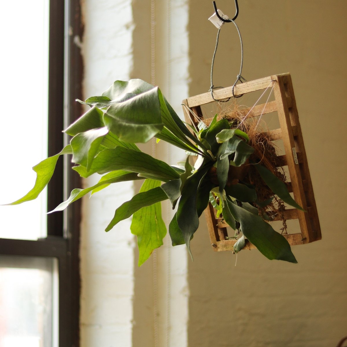 Platycerium Bifurcatum ‘Staghorn Fern’ Wood Plaque - Ed's Plant Shop