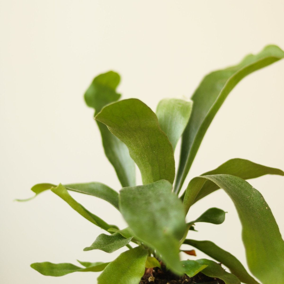 Platycerium Bifurcatum ‘Staghorn Fern’ Wood Plaque - Ed's Plant Shop