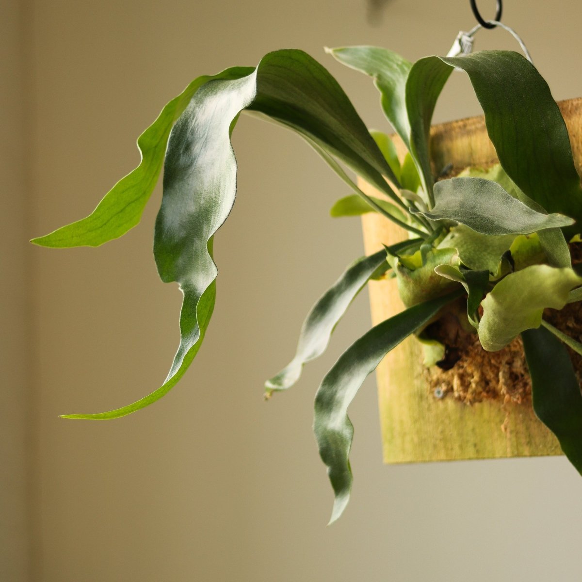 Platycerium Bifurcatum ‘Staghorn Fern’ Wood Plaque - Ed's Plant Shop