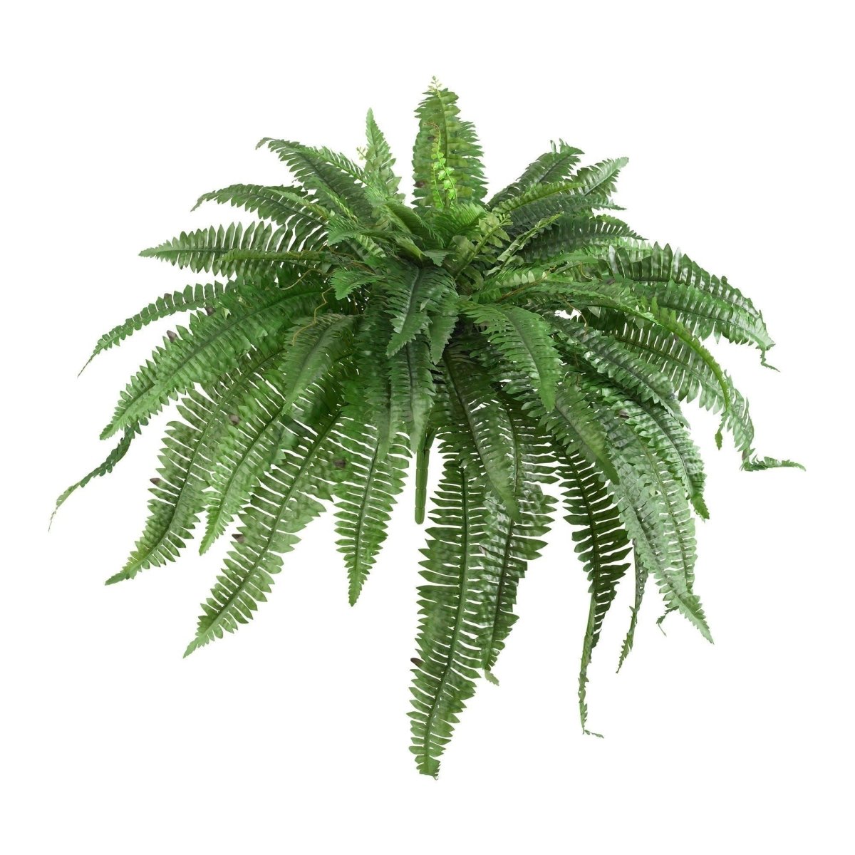 Green fern plant on a white background