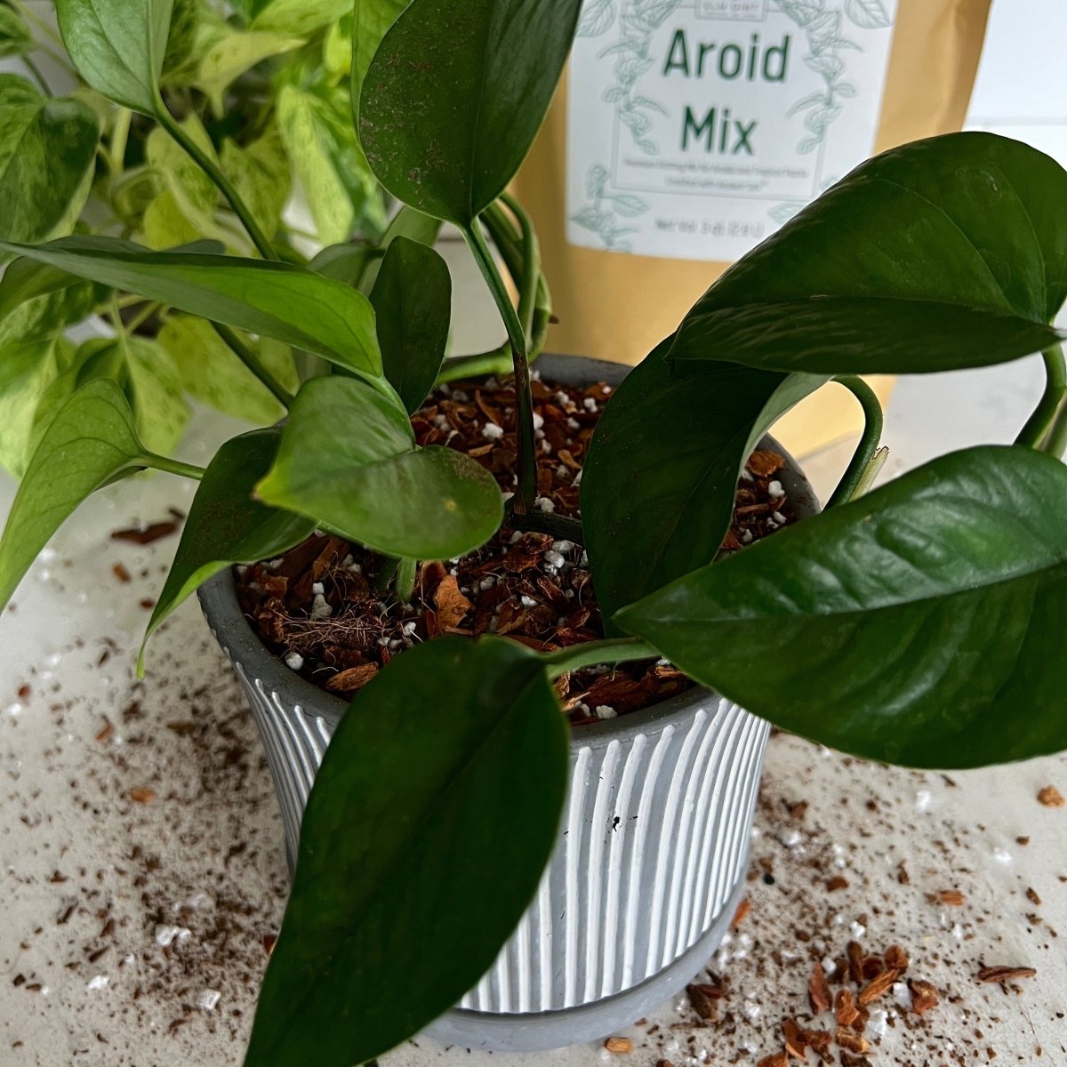 Premium Aroid Potting Mix – Nutrient-Rich Soil for Healthy Growth