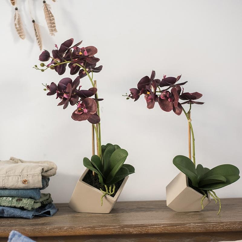 Two potted orchids in geometric pots on a wooden surface with a neutral background.