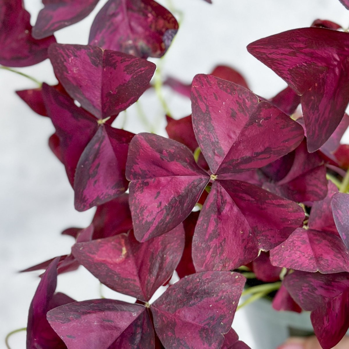 Purple Shamrock Oxalis plant with rich burgundy leaves shaped like butterflies.