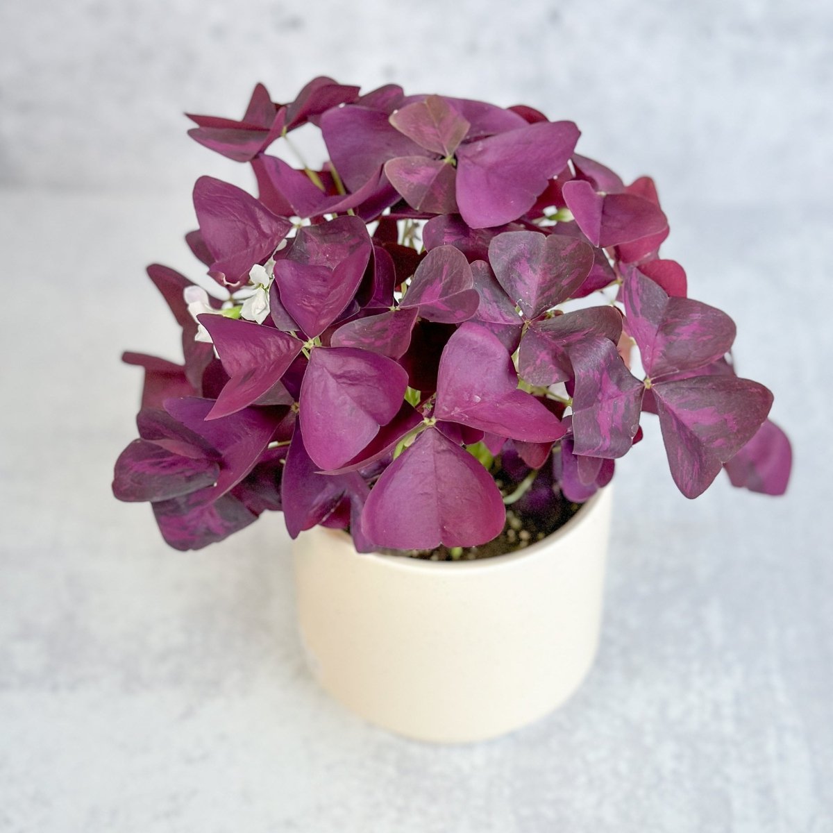 Oxalis triangularis in cream ceramic pot with lush purple leaves and soft pink flowers.