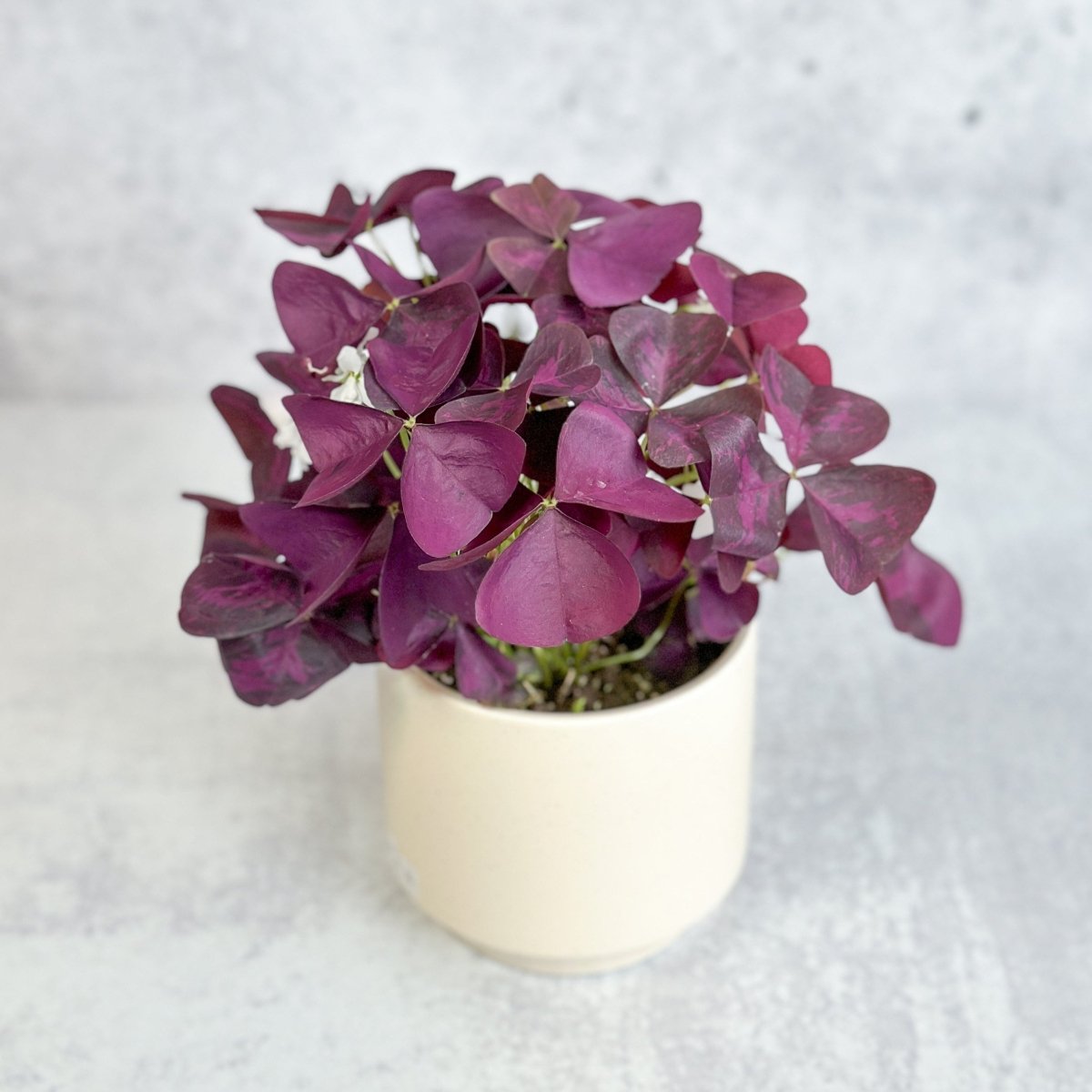 Purple Shamrock plant in neutral pot with dark plum leaves on light gray surface.