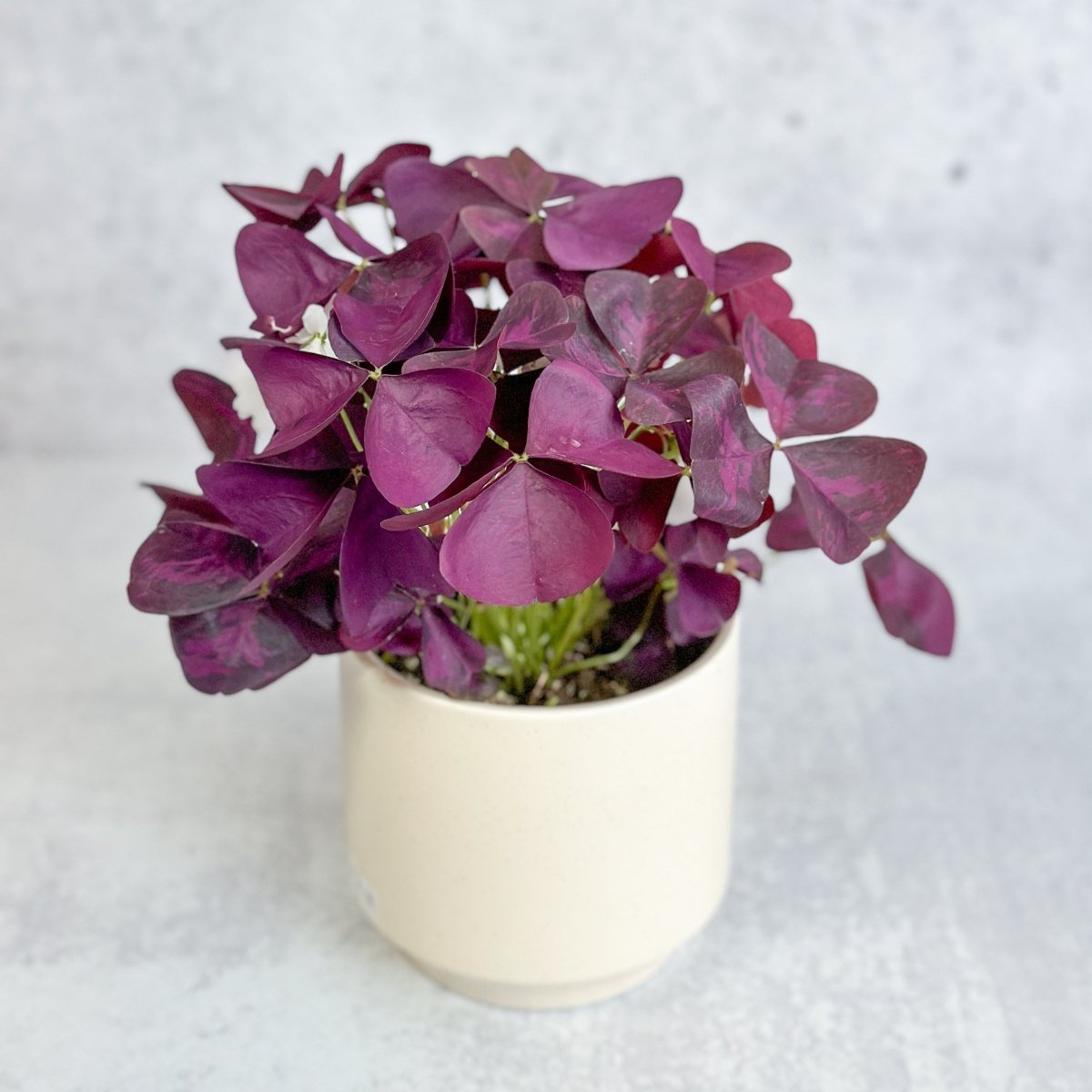 Purple Shamrock plant in neutral pot with dark plum leaves on light gray surface.