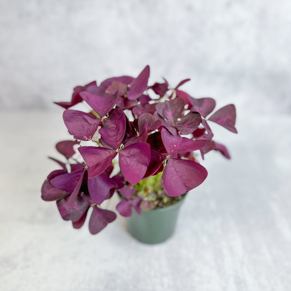 Compact Purple Shamrock plant showing dense maroon leaves in small nursery pot.