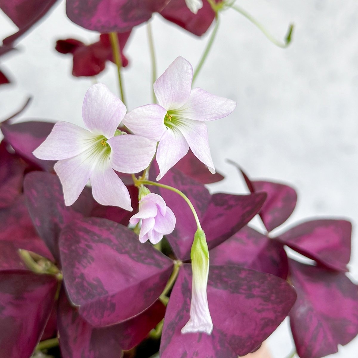 Close-up of Purple Shamrock Oxalis with light pink flowers and deep purple triangular leaves.