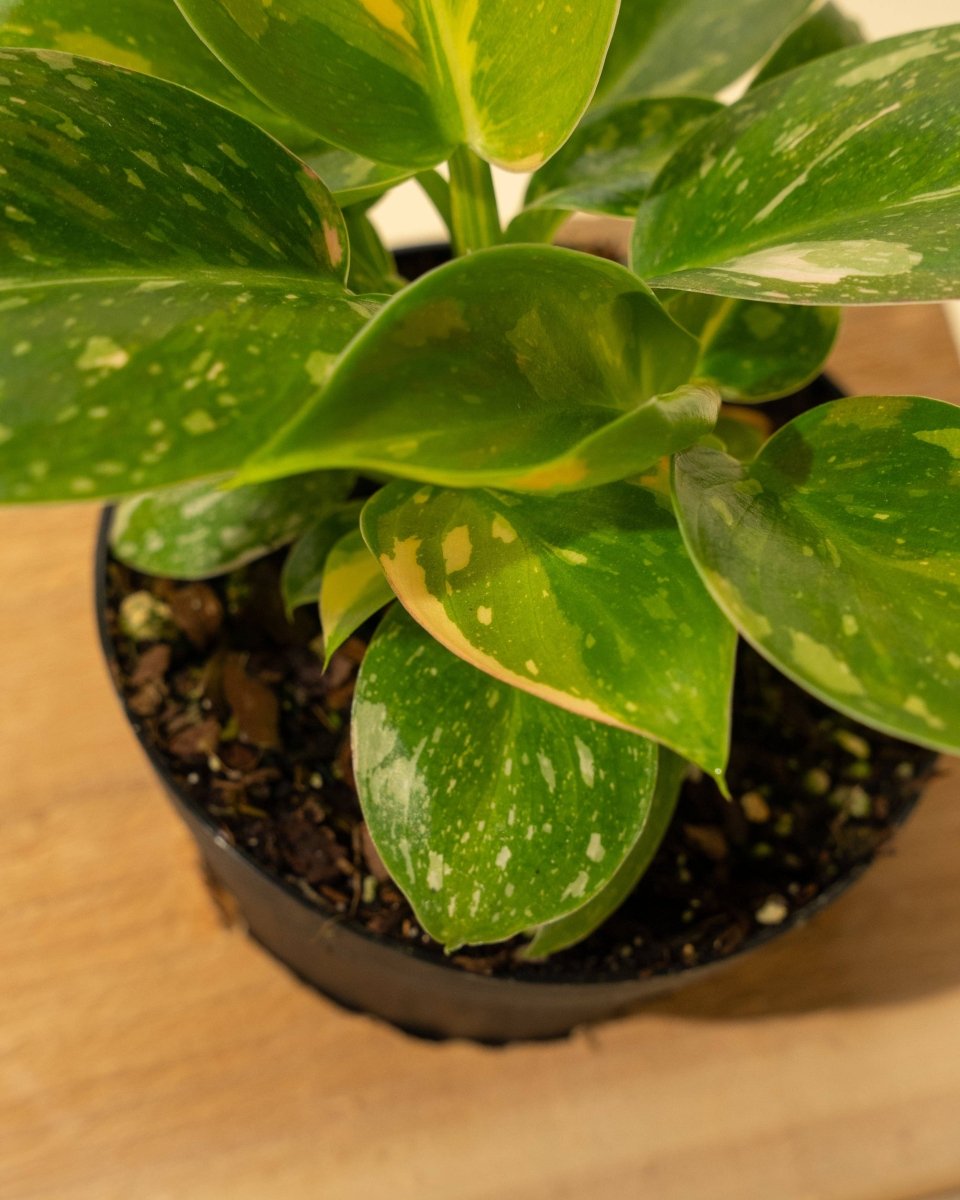 Rare Philodendron 'Copper Flame' – A Self - Heading Showstopper - Ed's Plant Shop