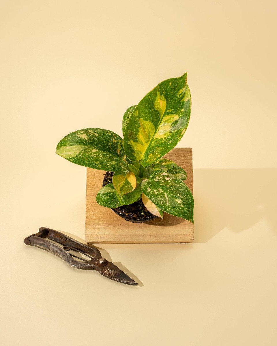 Copper Flame Philodendron Top View