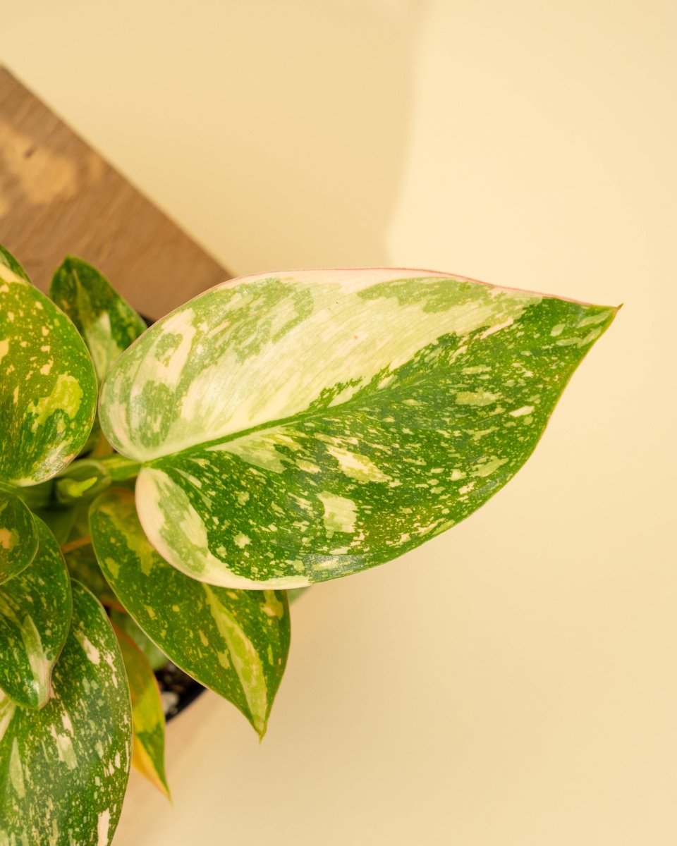 White Variegation On Copper Flame Philodendron