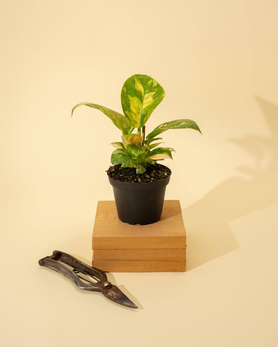 Copper Flame Philodendron Side Profile