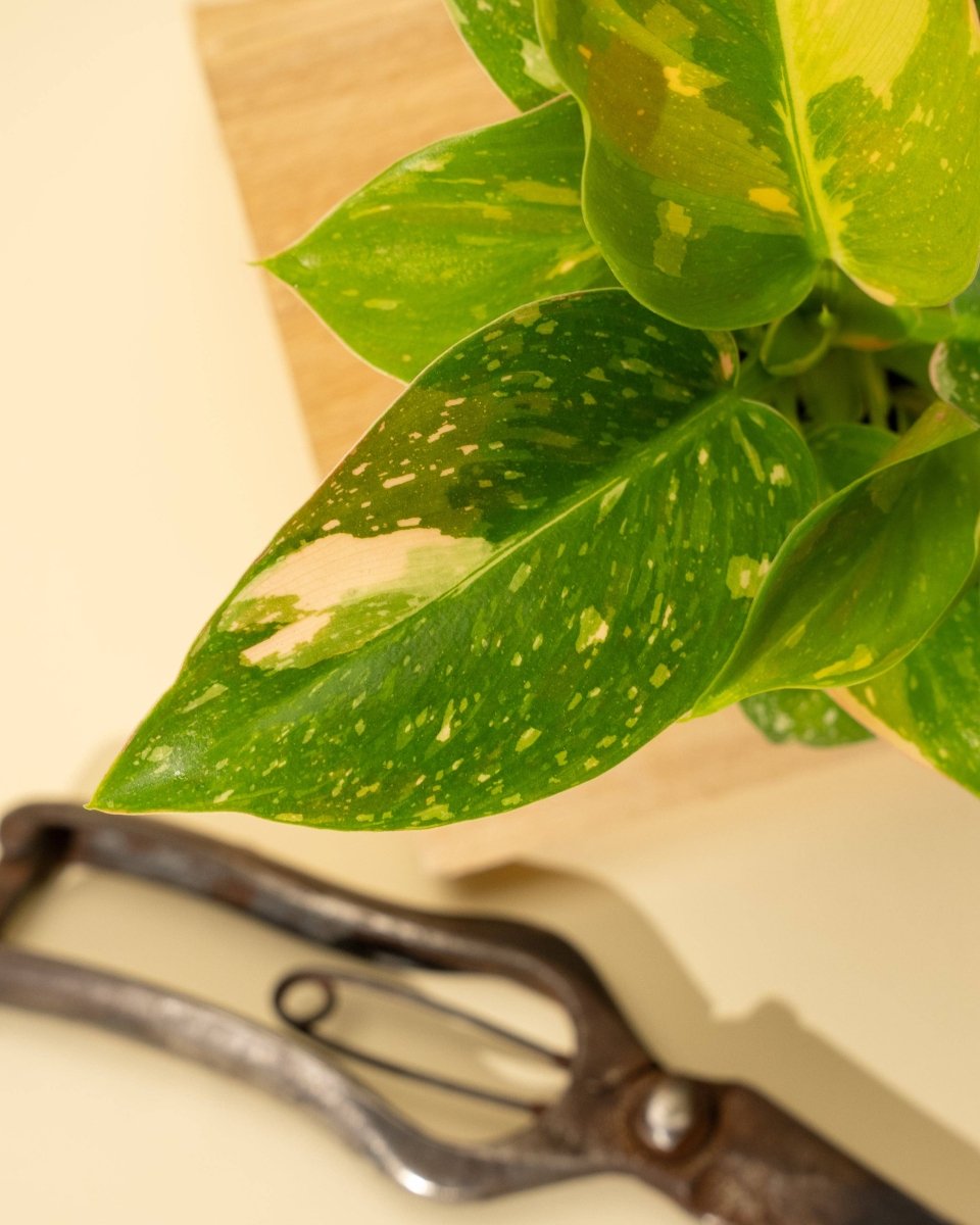 Copper Flame Philodendron - Rare Plant With Unique Variegation