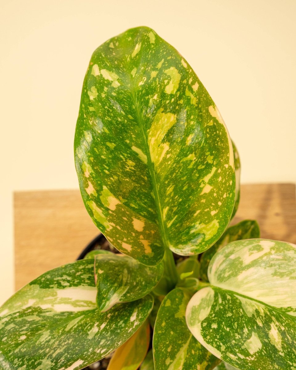 Copper Flame Philodendron For Sale Online