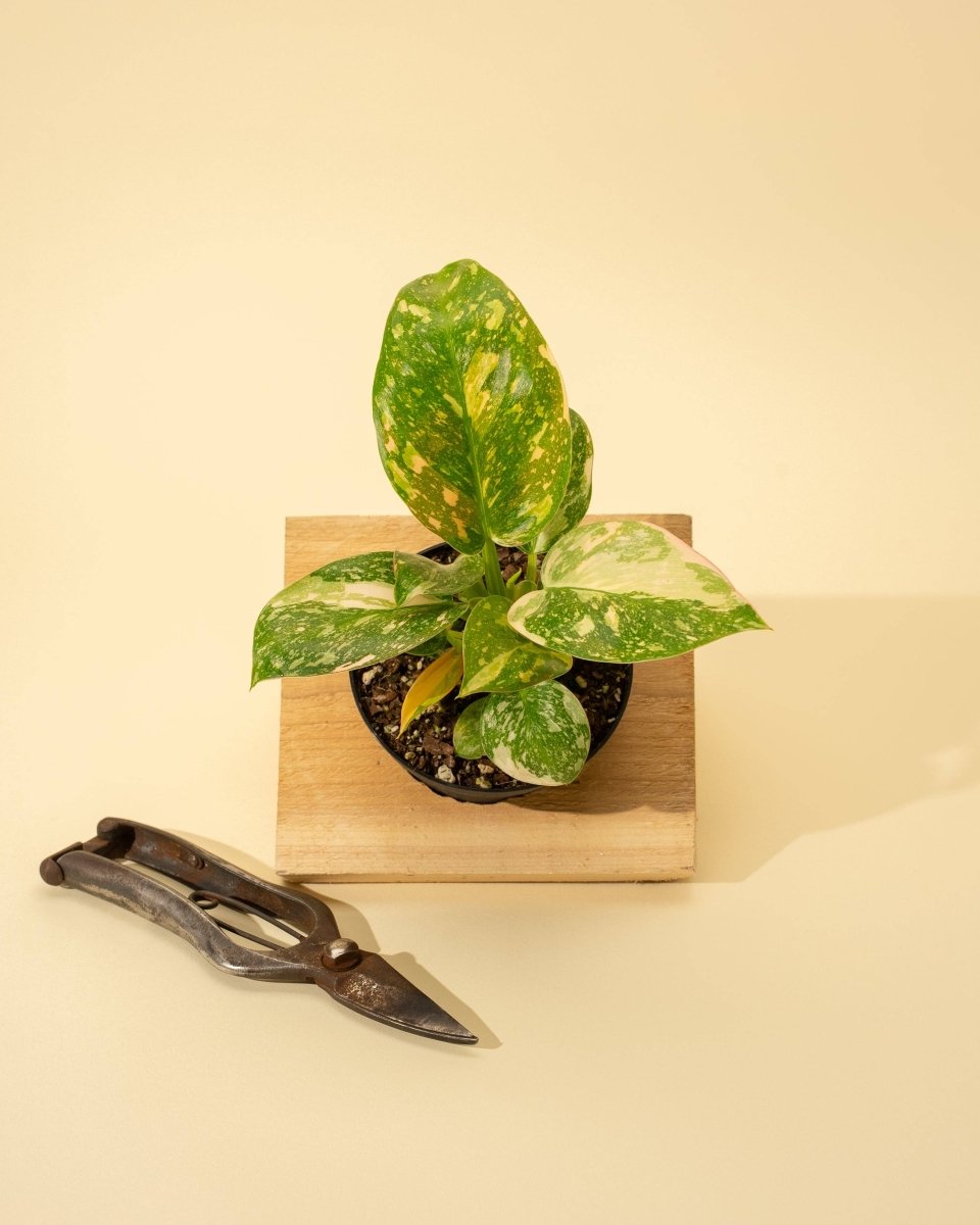 Copper Flame Philodendron Plant For Sale