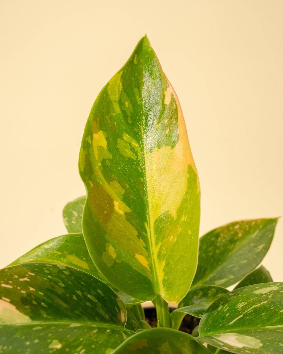 New Leaf On Copper Flame Philodendron