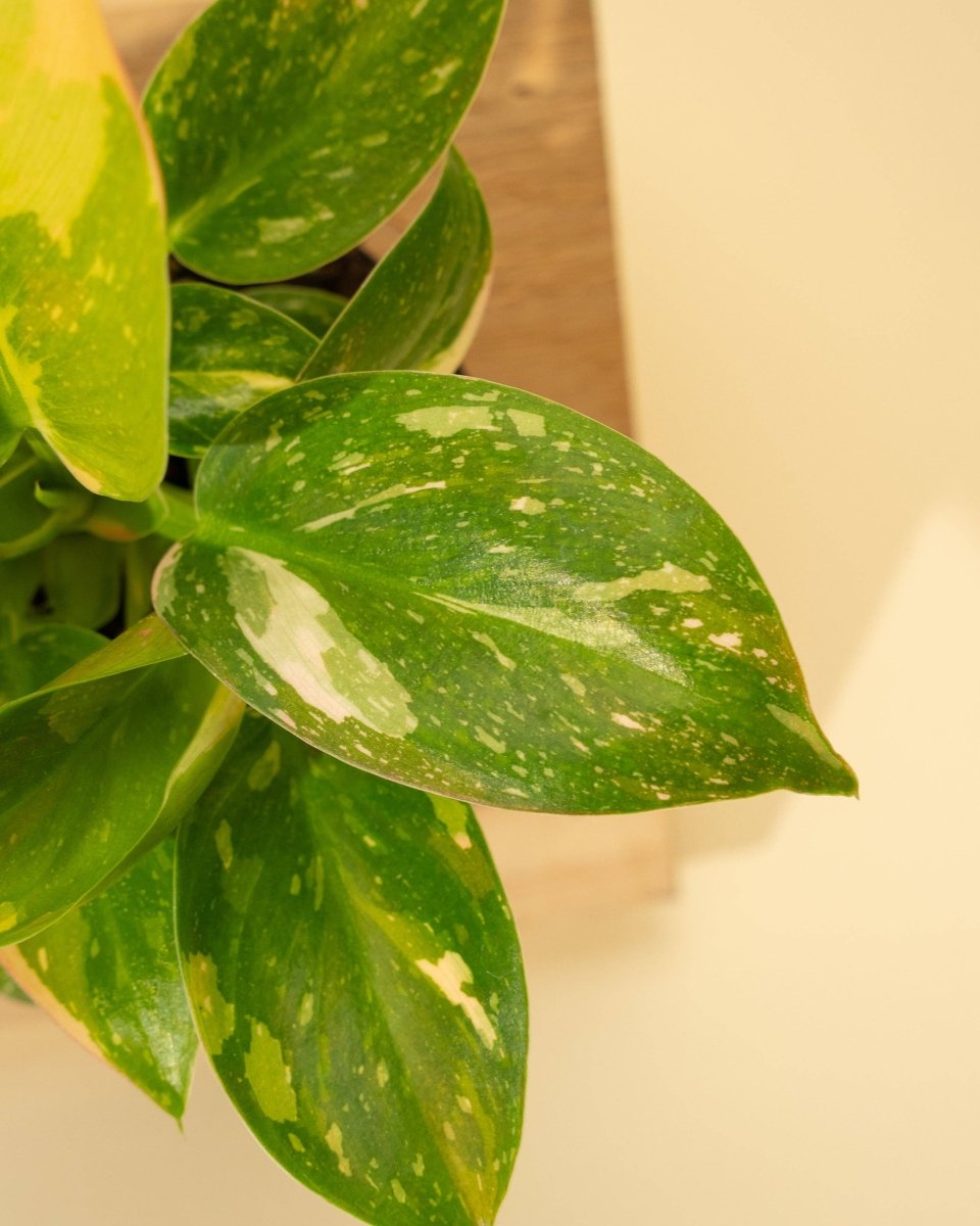 Rare Philodendron 'Copper Flame' – A Self - Heading Showstopper - Ed's Plant Shop